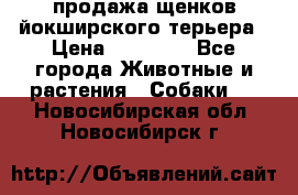 продажа щенков йокширского терьера › Цена ­ 25 000 - Все города Животные и растения » Собаки   . Новосибирская обл.,Новосибирск г.